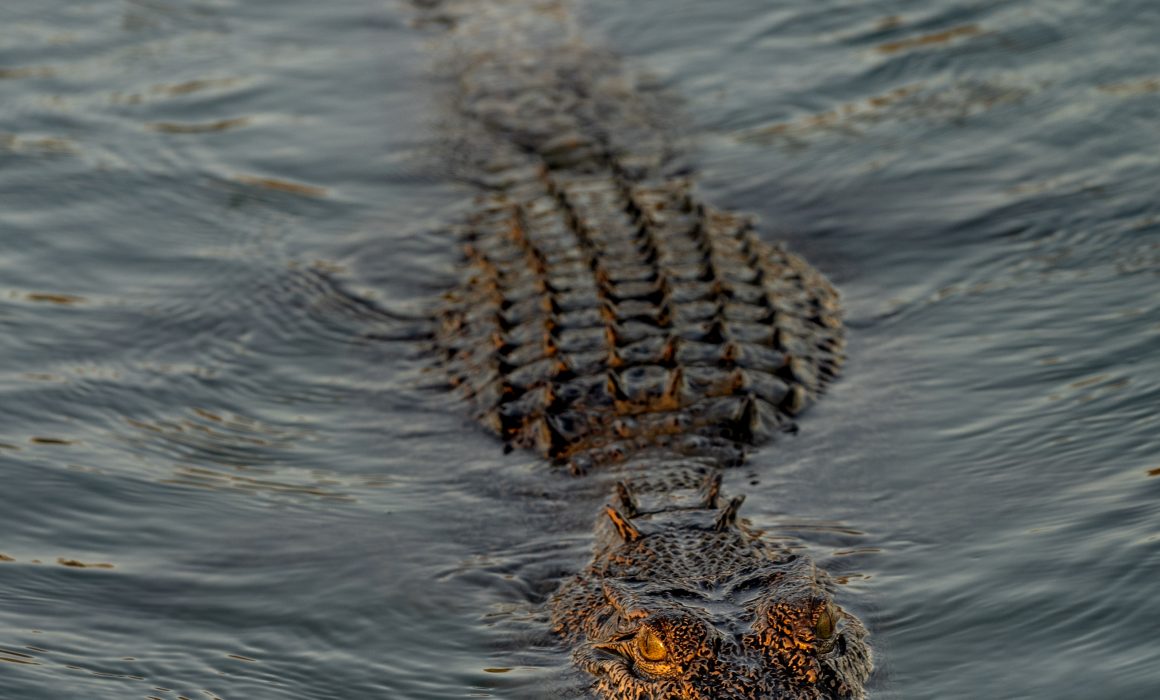 Kimberley cruises view crocodiles come hiking